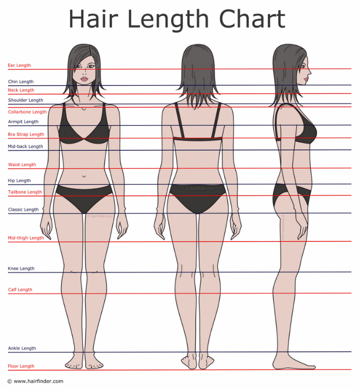 Hair Length Chart - The different hair lengths