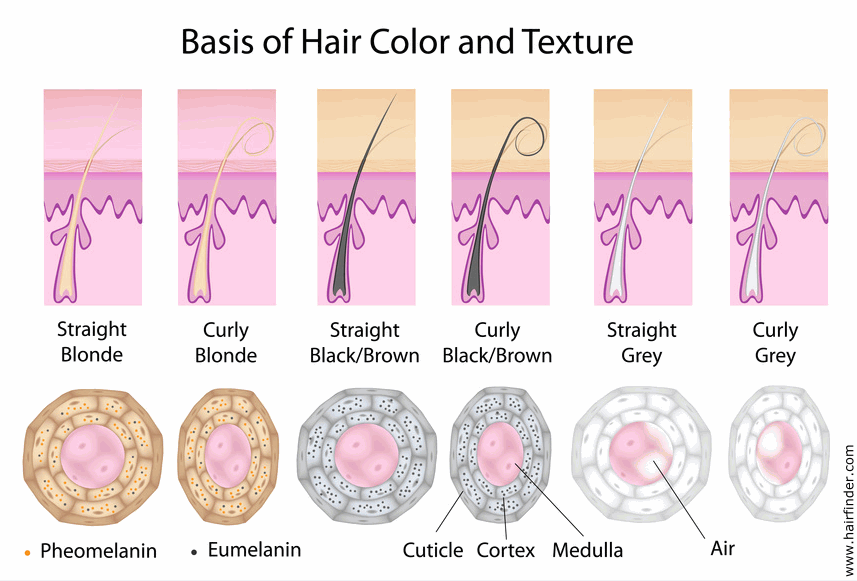 Why and how does hair turn gray? | Factors that can affect the rate at which  hair turns gray