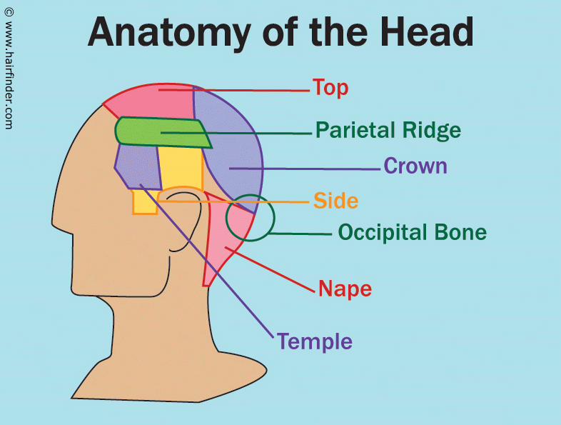 Anatomy of the head and the references used for the areas 