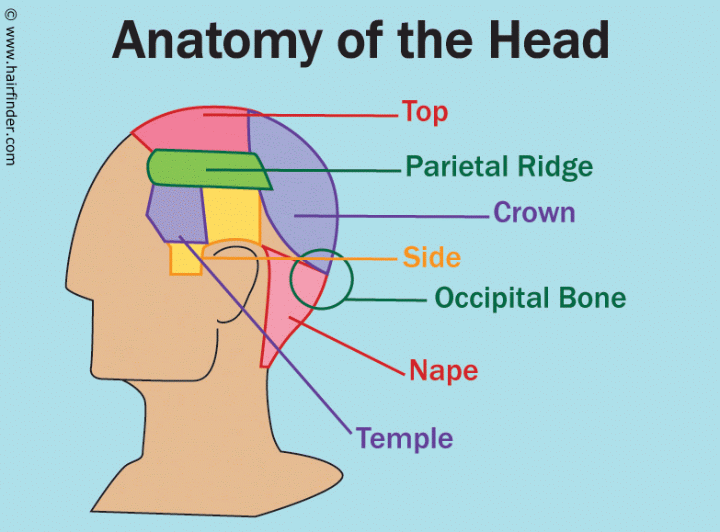 Anatomy of the head graphic