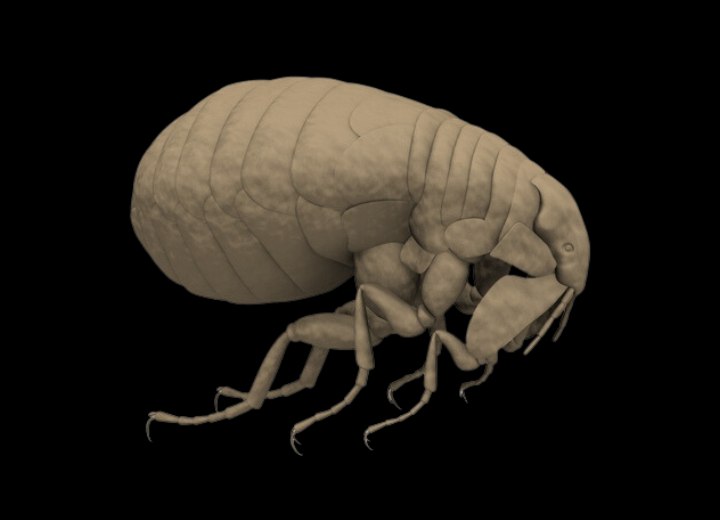 Human flea