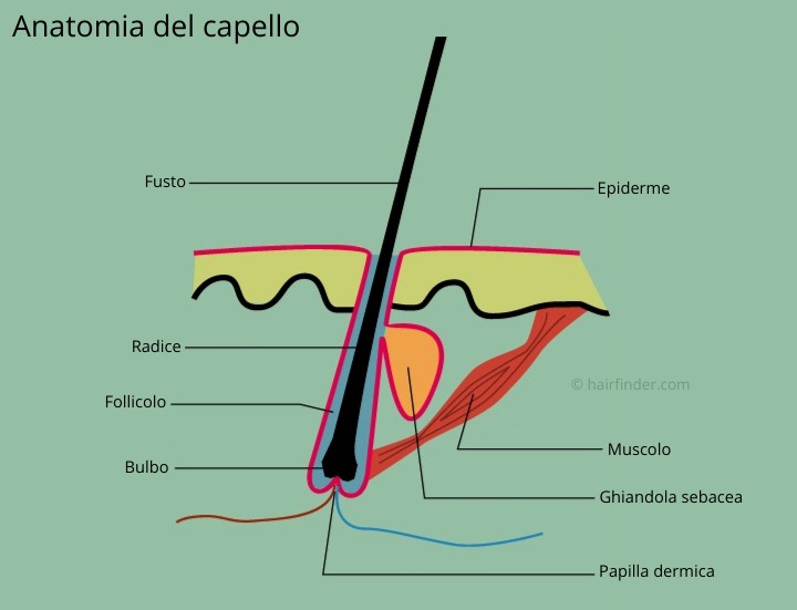 Anatomia del capello