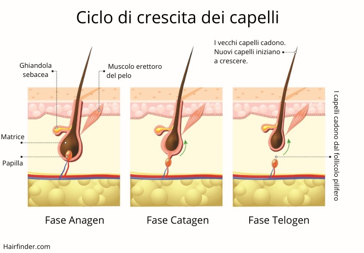 Ciclo di crescita dei capelli