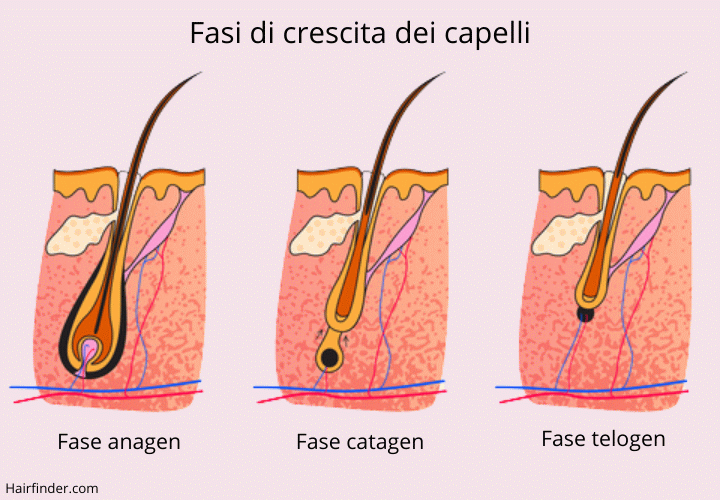 Fasi di crescita dei capelli