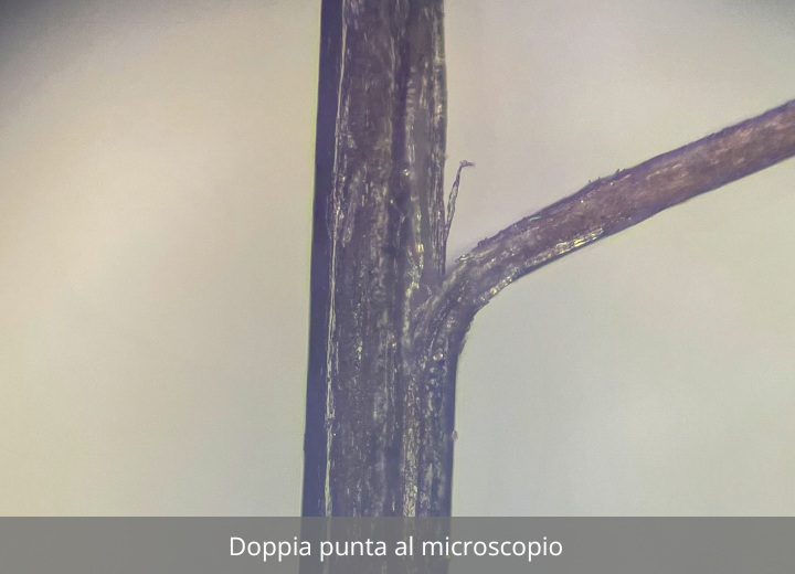 Un capello con una doppia punta al microscopio
