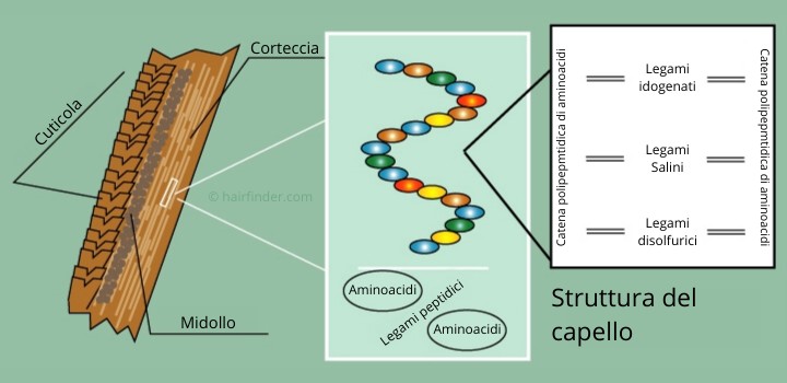 Struttura del capello