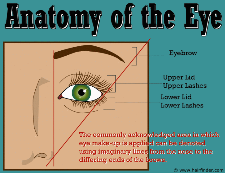 Anatomy of the eye