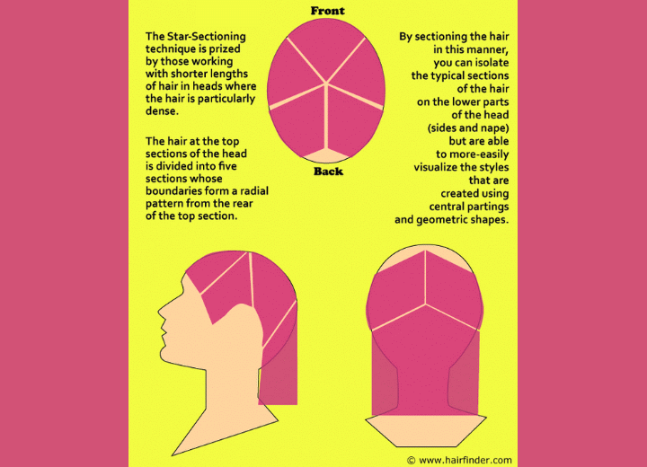 How Many Hairs Are on the Human Head Averages and Facts