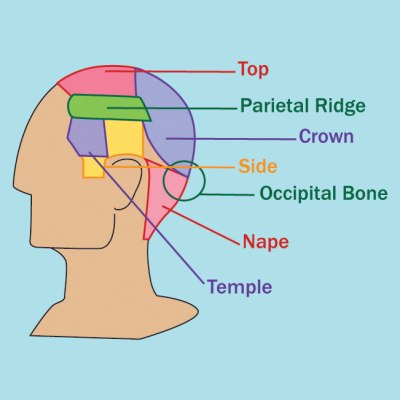 Anatomy of the head for cutting hair