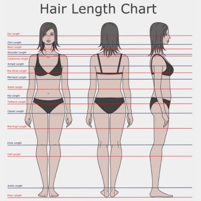 Hair length chart