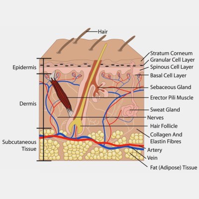 Skin diagram